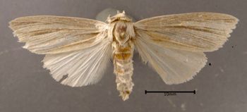Media type: image;   Entomology 622342 Aspect: habitus dorsal view